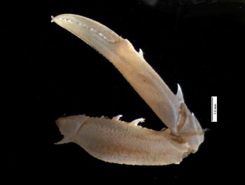 Media type: image;   Invertebrate Zoology CRU-4290
